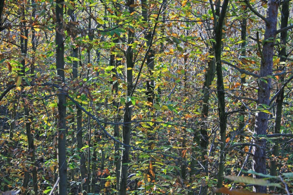 Baldissero d'Alba, bosco, rocche, autunno 2000