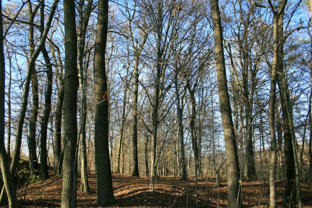 Carpinus betulus, Pocapaglia-Saliceto, bosco